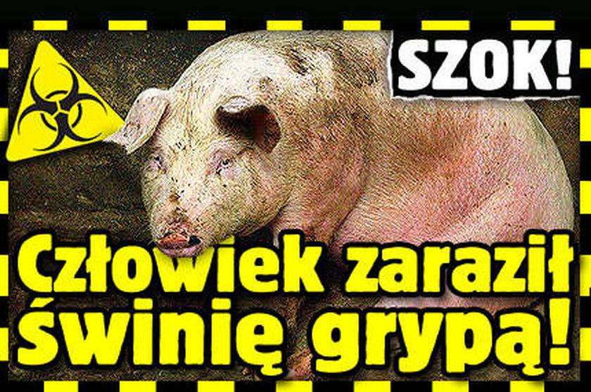 SZOK! Człowiek zaraził świnię świńską grypą!