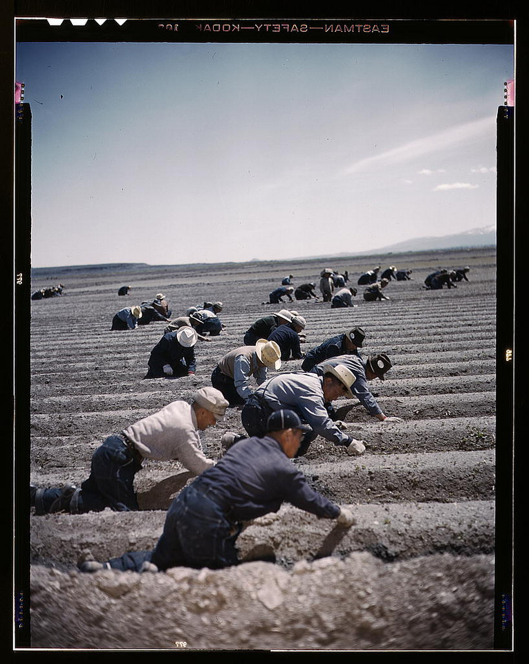 Obóz amerykańsko-japoński, próbna ewakuacja, Kalifornia 1942 rok