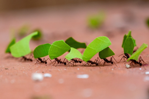Problem z mrówkami pojawia się wówczas, gdy populacja mrówek staje się zbyt duża