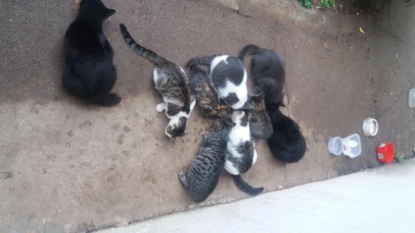 Mace iz Oaze radosti