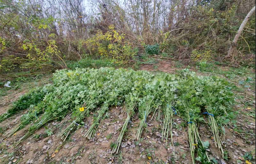 Posečen zasad marihuane