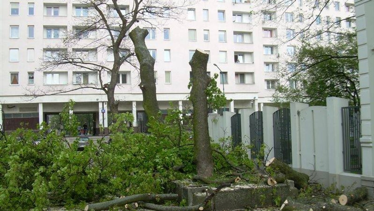 Wczoraj, po kilku godzinach pikiet i protestów, mieszkańcom osiedla Manhattan udało się wstrzymać wycinkę drzew na pobliskim, prywatnym parkingu. Tyle że zanim do tego doszło, po większości drzew pozostały tylko pnie.