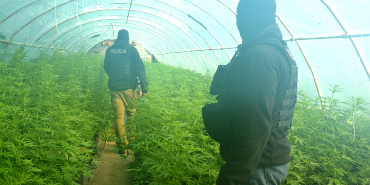 Plantacja marihuany pod Szamotułami