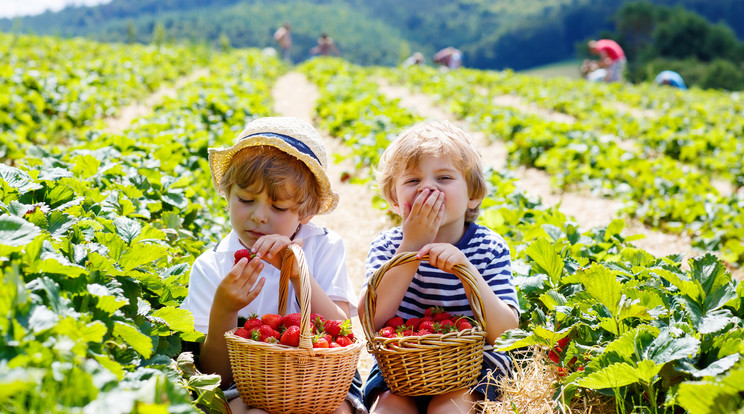 Ha gyerekekkel megyünk,
 vigyünk egy
 palack vizet a
 gyümölcsmosáshoz/Fotó:Shutterstock