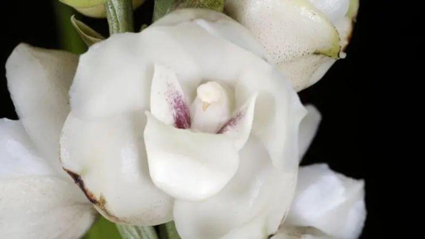 San mu je bio da pronađe retke i nepoznate divlje biljke, kao što su panamski nacionalni cvet Peristerija, koji je imenovao Vilijam Džej Huker 1831. godine | Foto: AFP via Getty Images