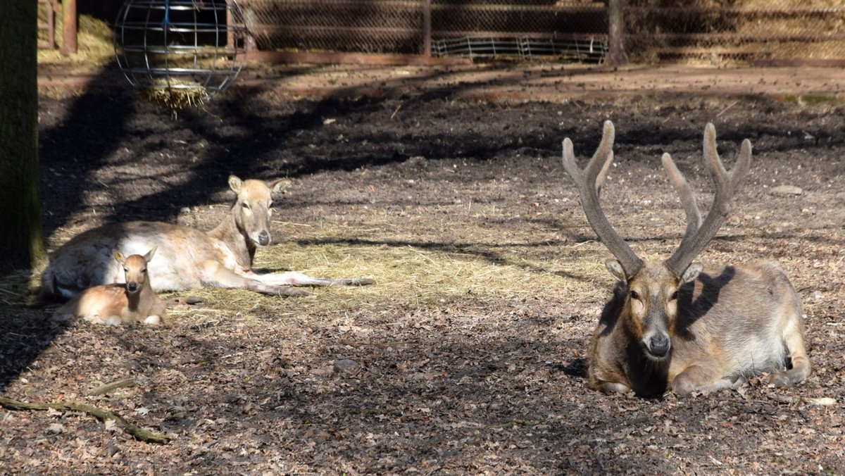 Gdy dorosną, można podziwiać ich majestatyczne poroże, ale już tylko w ogrodach zoologicznych - w poznańskim zoo mieszka od paru dni jeleń milu o imieniu Lenny. To przedstawiciel gatunku, który wyginął na wolności, ale jego przedstawiciele wciąż żyją w ogrodach zoologicznych. 