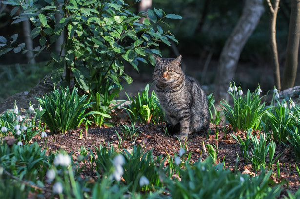 Koty mogą wyrządzić sporo szkód w ogrodzie
