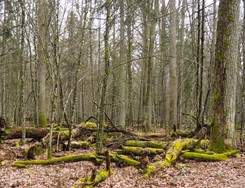 Szef Lasów Państwowych: Są przesłanki, by Trybunał wycofał się z zakazu wycinki w Puszczy Białowieskiej