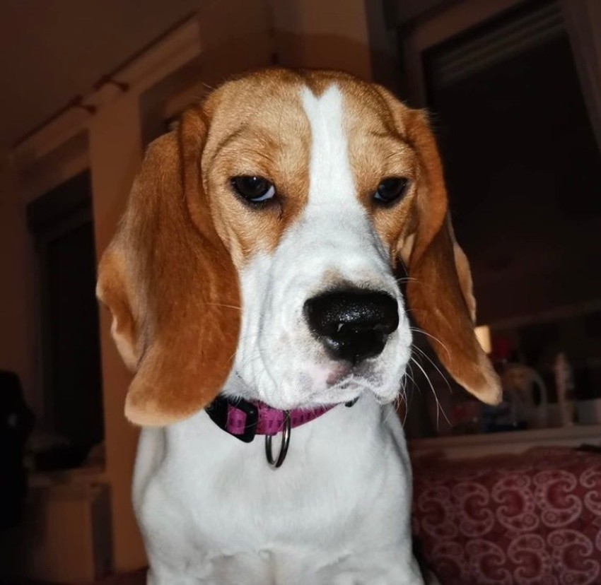 Nestala ženka bigla, Azra