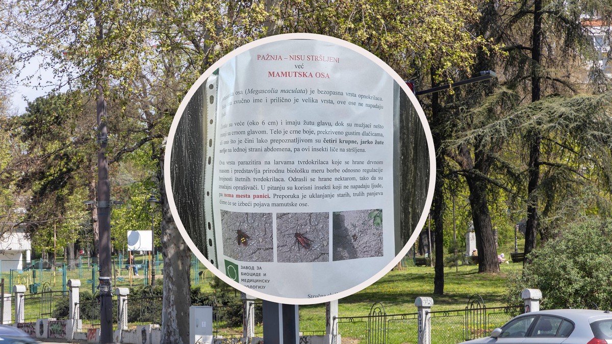Karađorđev park Mamutska osa 