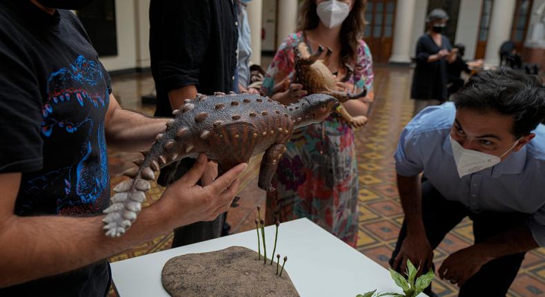 A model of the Stegouros, a newly identified armored dinosaur that inhabited the Chilean Patagonia, is displayed during a press conference in Santiago, Chile, Wednesday, Dec. 1, 2021.