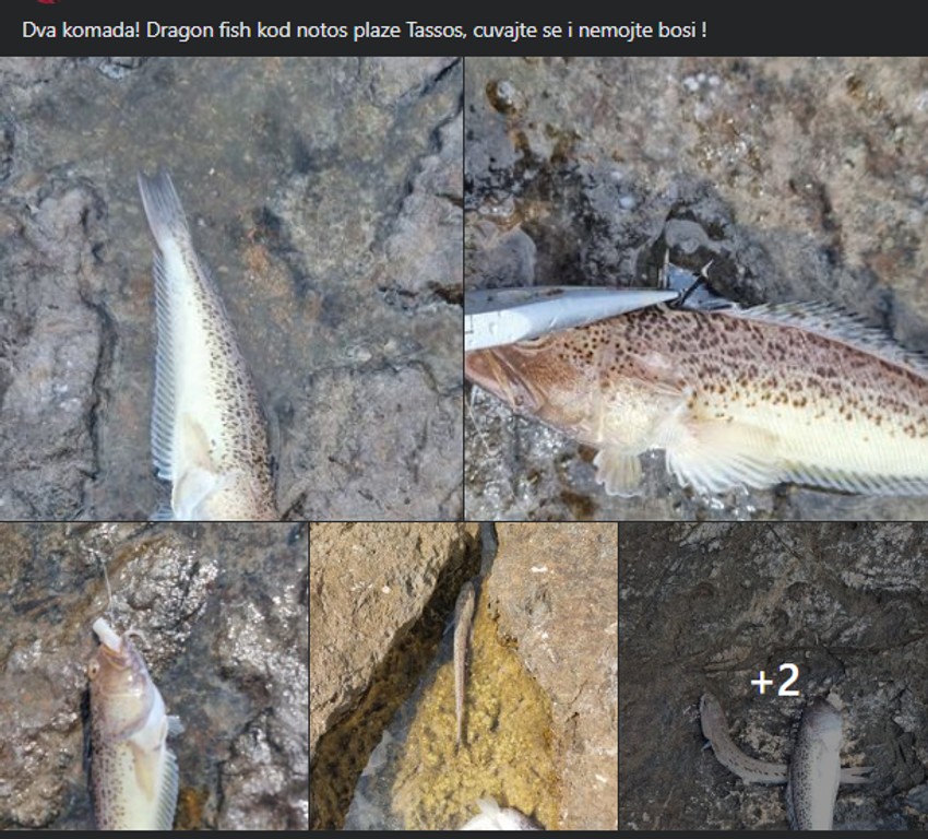 Upozorenje na otrovnu "ribu Draganu" na Tasosu u Grčkoj