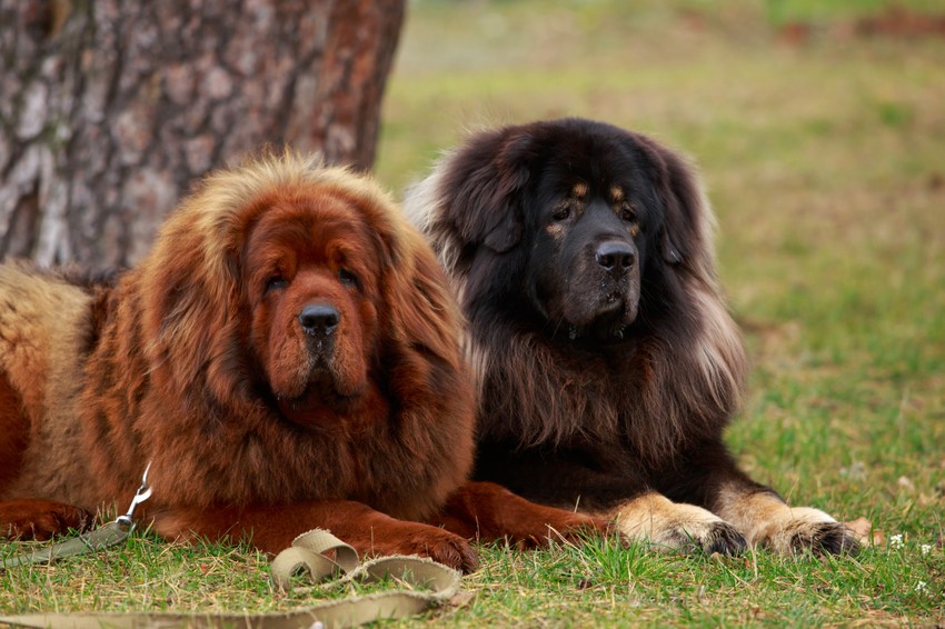 Tibetanski mastif