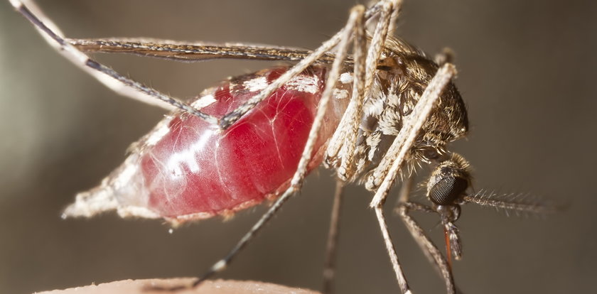 Uwaga na komary! Przenoszą ohydne pasożyty