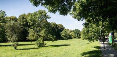 Poldery zrujnują planty w Gliwicach?