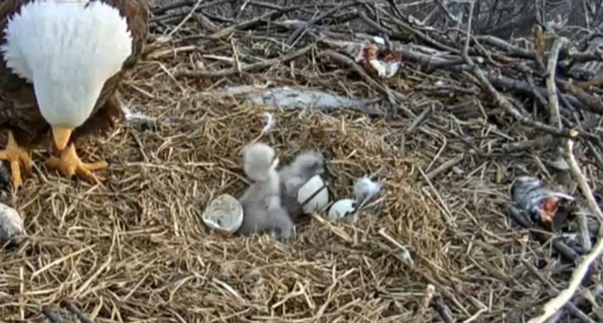 Dva orla su se izlegla dok je kamera snimala