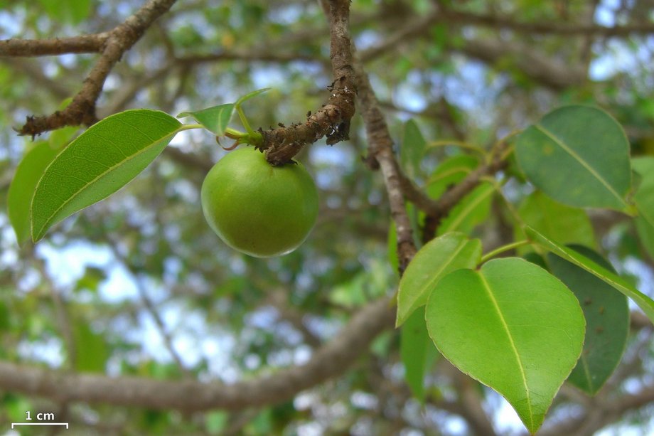 Manchineel to najniebezpieczniejsze drzewo świata