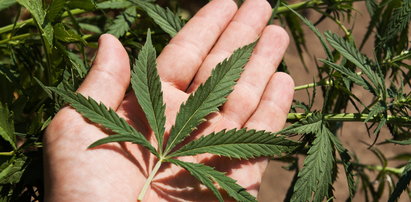 Zalegalizowanie marihuany - zaskakujące skutki. Naukowcy wyjaśniają