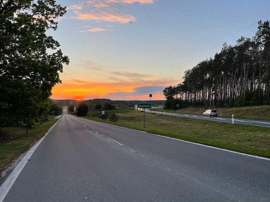 Rój owadów na wyspie Wolin