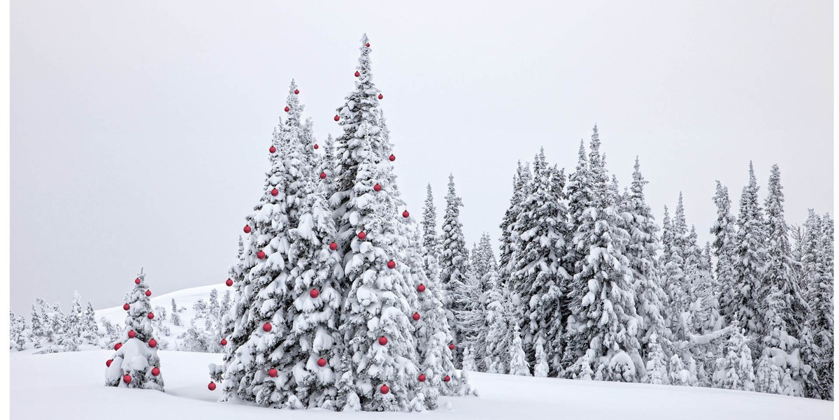 Ośnieżone drzewa iglaste