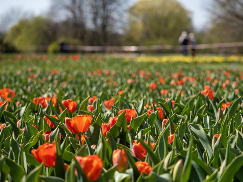 Otworzyli Ogród Botaniczny na jeden dzień