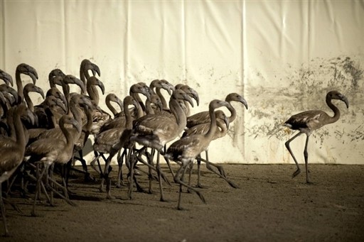 PTAKI SPAIN - ANIMALS - FLAMINGOS