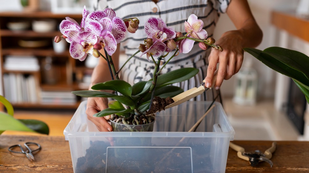 Naučte sa, kedy je správny čas na presádzanie orchideí.