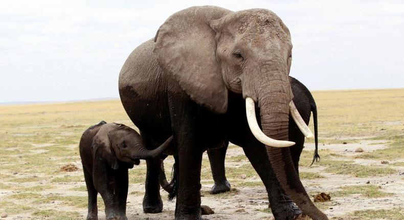 A family of elephants walks after cooling themselves in a pond during a census at the Amboseli National Park, 290 km (188 miles) southeast of Kenya's capital Nairobi, October 9, 2013. 