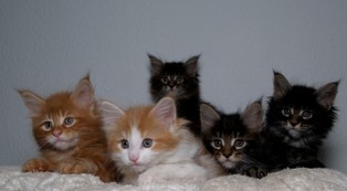 Klinika weterynaryjna to biznes z ograniczeniami