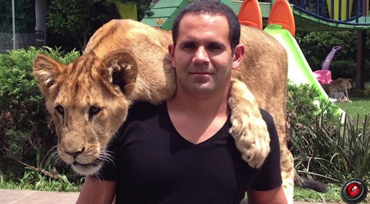 Egy tigris mentette meg az oroszlánszelidítő életét – VIDEÓ