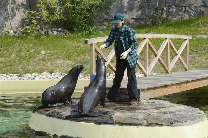 uchatka afrykańska, wrocław, zoo