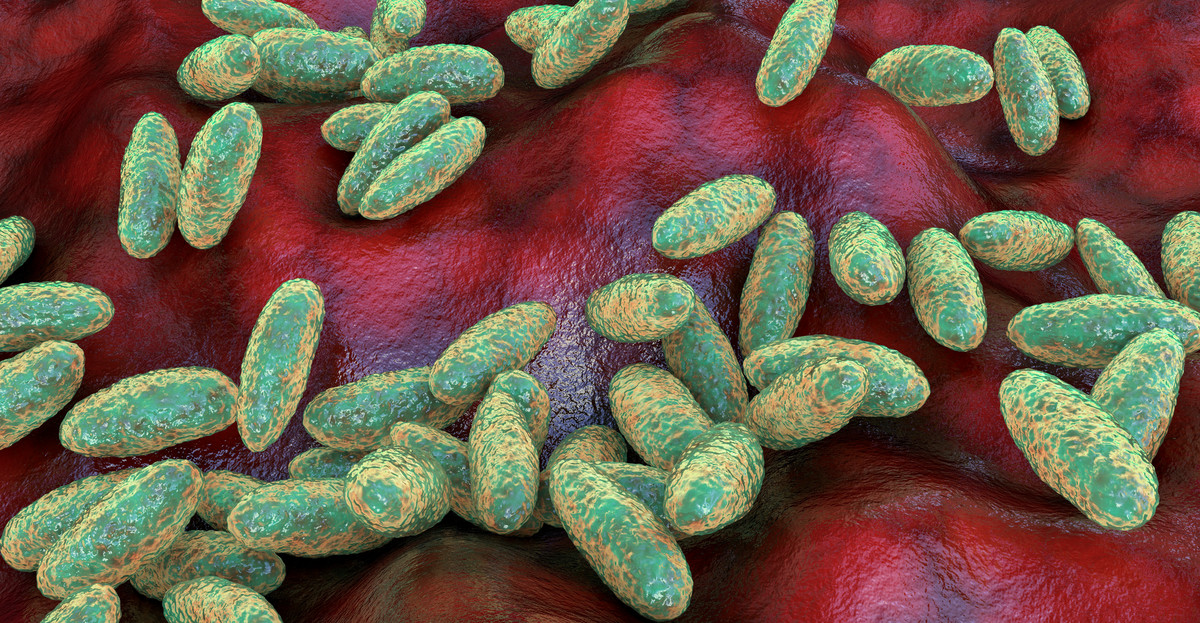 Bakteria Yersinia pestis odpowiedzialna za przenoszenie się dżumy