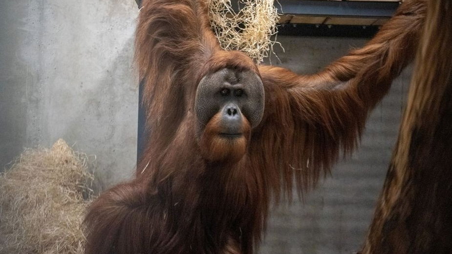 Pierwsze orangutany w historii zamieszkały w łódzkim zoo