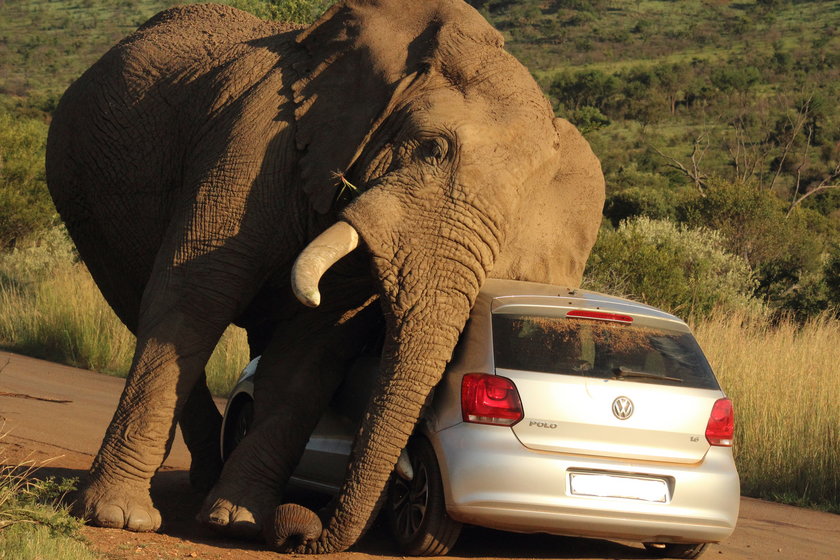 Słoń zaatakował samochód