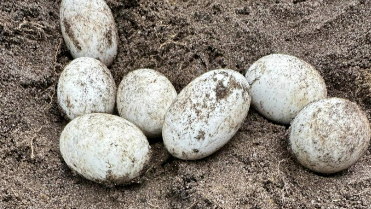 Leśnicy chwalą się rzadkim znaleziskiem. Nie widziano ich od wielu lat