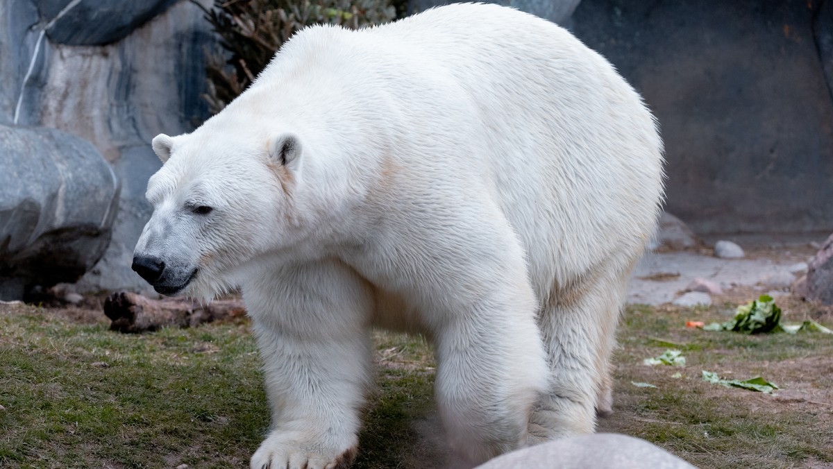 Niedźwiedź polarny chciał wejść do domu starszej kobiety. Policja nie miała wyboru