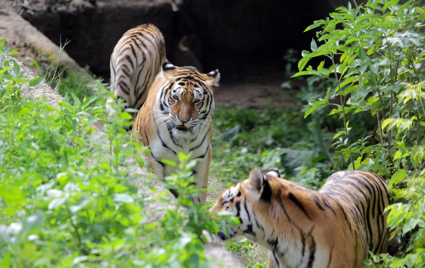 Lwy i tygrysy w ZOO w Łodzi mają nowy wybieg