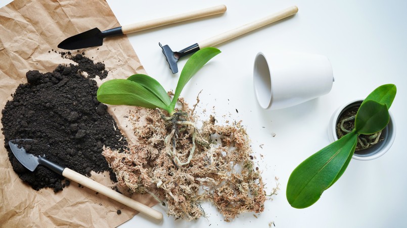 Rozmnażanie storczyka w domu