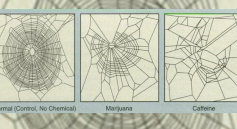 nasa caffeine spider study wide