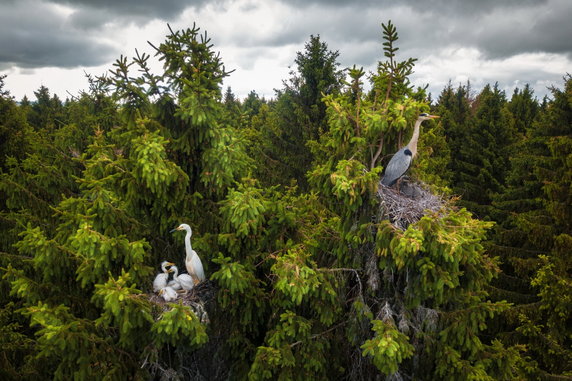 Zwycięzca kategorii "Zwierzęta" - "Where Herons Live” (Gdzie żyją czaple), Dmitrii Viliunov