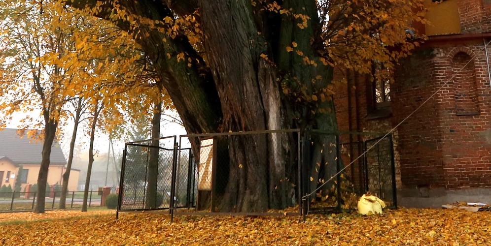 Kilkusetletnia lipa rosnąca w przy kościele pw. Przemienienia Pańskiego w Cielętnikach