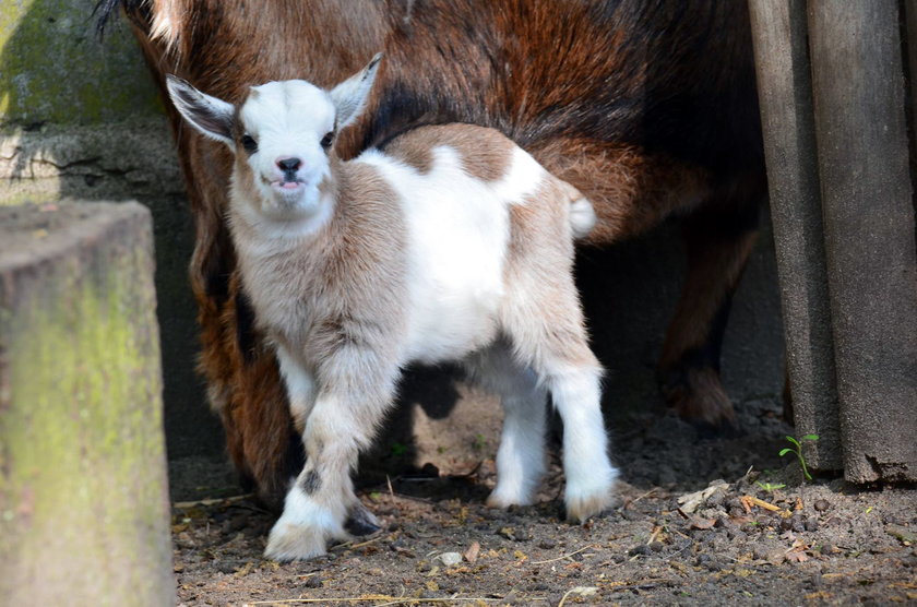 Malutki koziołek Tadzik wrócił do zoo