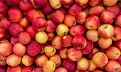 Co się stanie, jeśli będziesz jeść jedno jabłko dziennie?