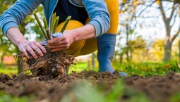 Kiedy wykopać dalie jesienią? Sposób przechowywania bulw ma znaczenie