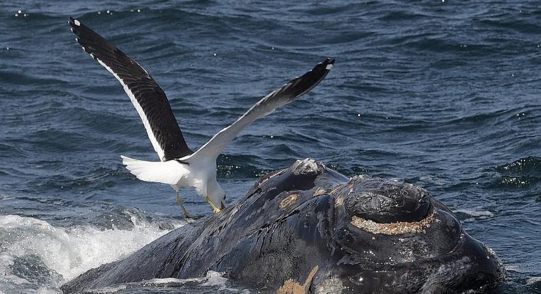 A Kelp gull pecking at a southern right whale calf back. Scientists think the gull's increased appetite for the whale blubber is causing extraneous stress on the calves' chances of survival before their first birthday.JUAN MABROMATA/AFP via Getty Images