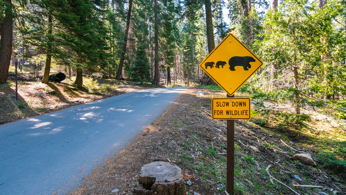 Spray na niedźwiedzie nie wystarczył. Dwoje turystów poniosło śmierć