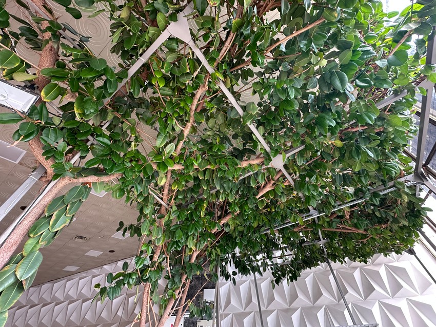 Džinovski fikus u Čačku