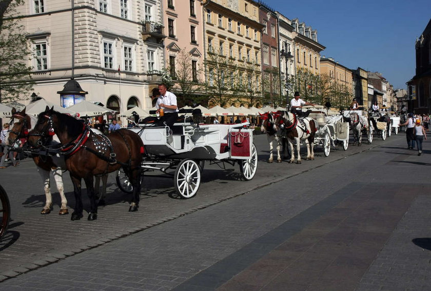 Konie na rynku w Krakowie