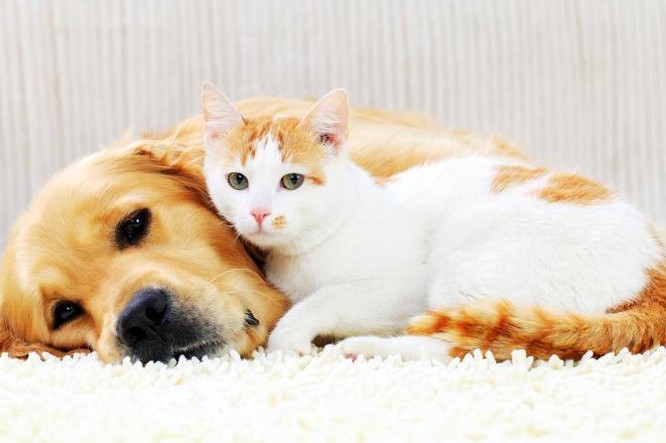 Es gibt viele Haustierarten. Manche davon passen zu bestimmten Sternzeichen besonders gut.