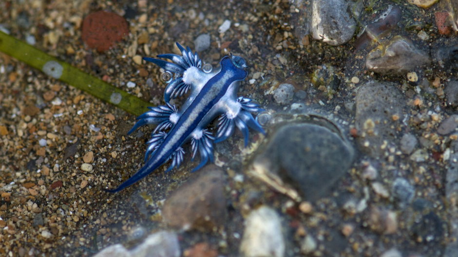 Niebieski smok (glaucus atlanticus)